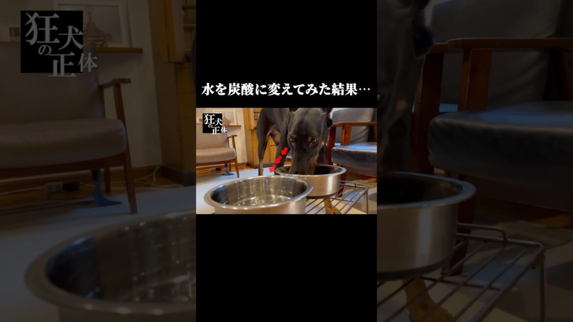 豪快に炭酸を飲んだドーベルマンの反応