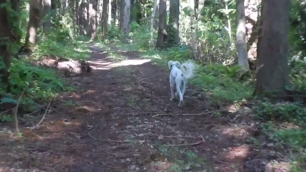 サルーキ　ぽぽ・喜八！独りだと、やっぱり寂しい。。（Saluki）