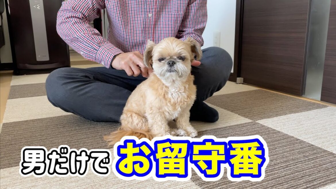 男だけでお留守番 どのおやつにする？ チワワ×シーズー