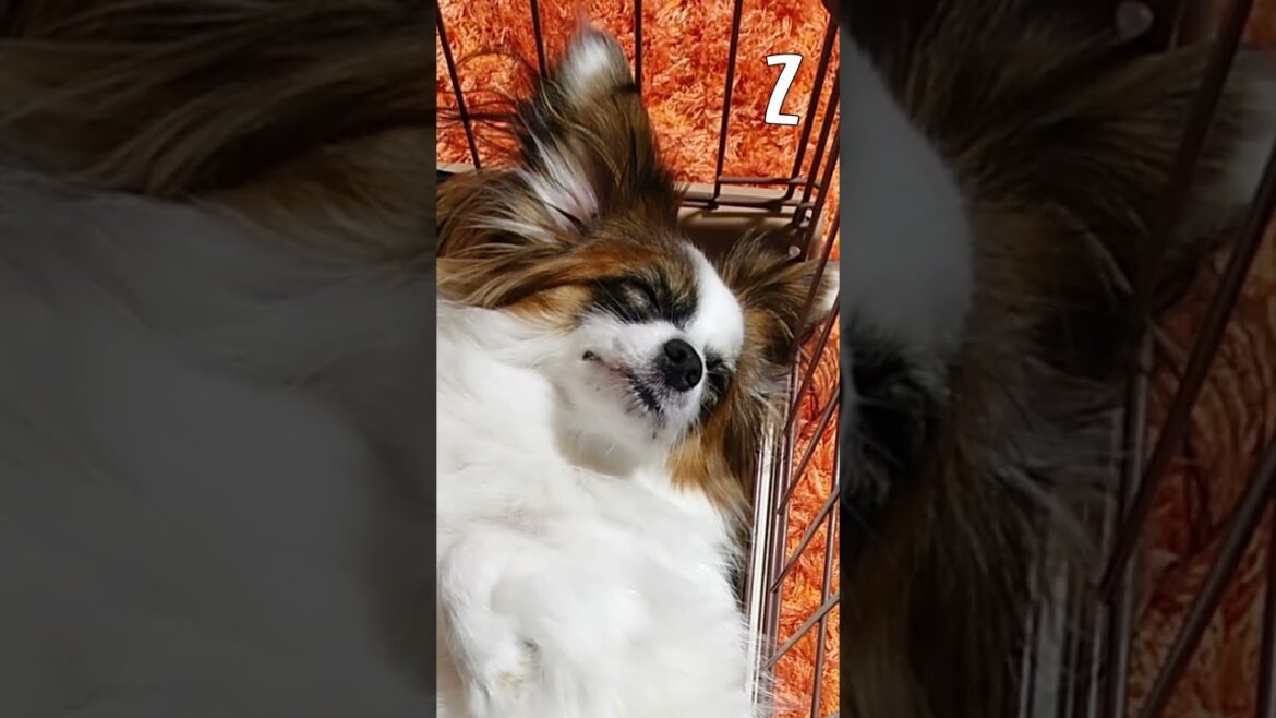 無防備なパピヨン犬