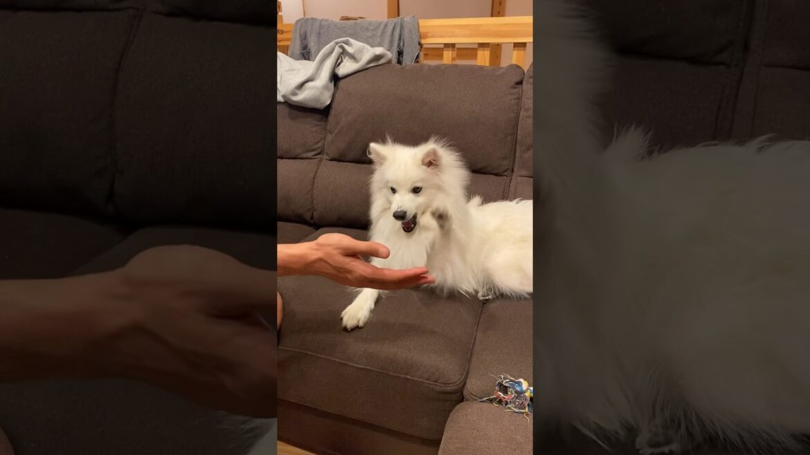 しつけ初期、いろいろ全部下手すぎたスピッツ犬　#shorts #日本スピッツ