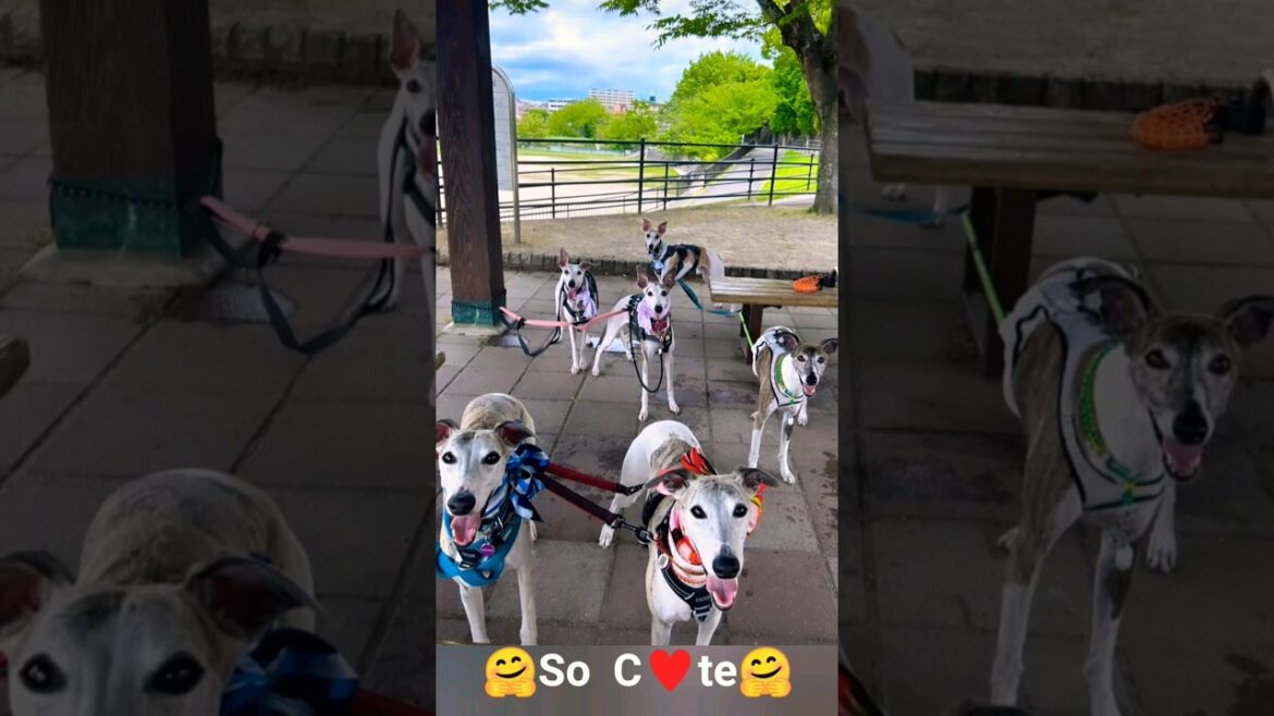 君達可愛すぎませんか？ウィペットフレンズ。激しい撮影会。 Whippet Dog Friends FUKUOKA JAPAN.