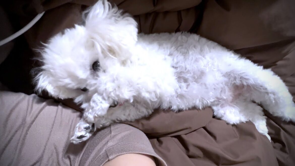 愛犬の病院から電話が来ました【検査結果のお知らせ】 愛犬の病院から電話が来ました【検査結果のお知らせ】