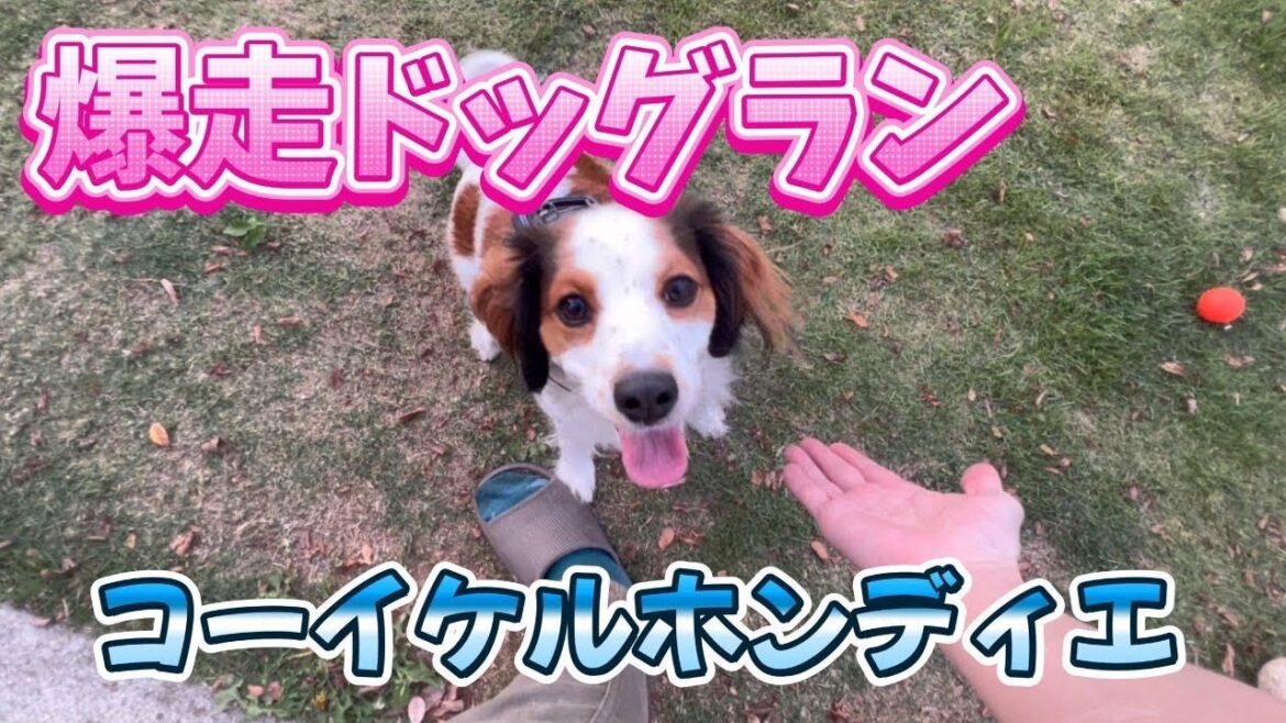 爆走ドッグラン【コーイケルホンディエ Japanese a kooikerhondje ♀】