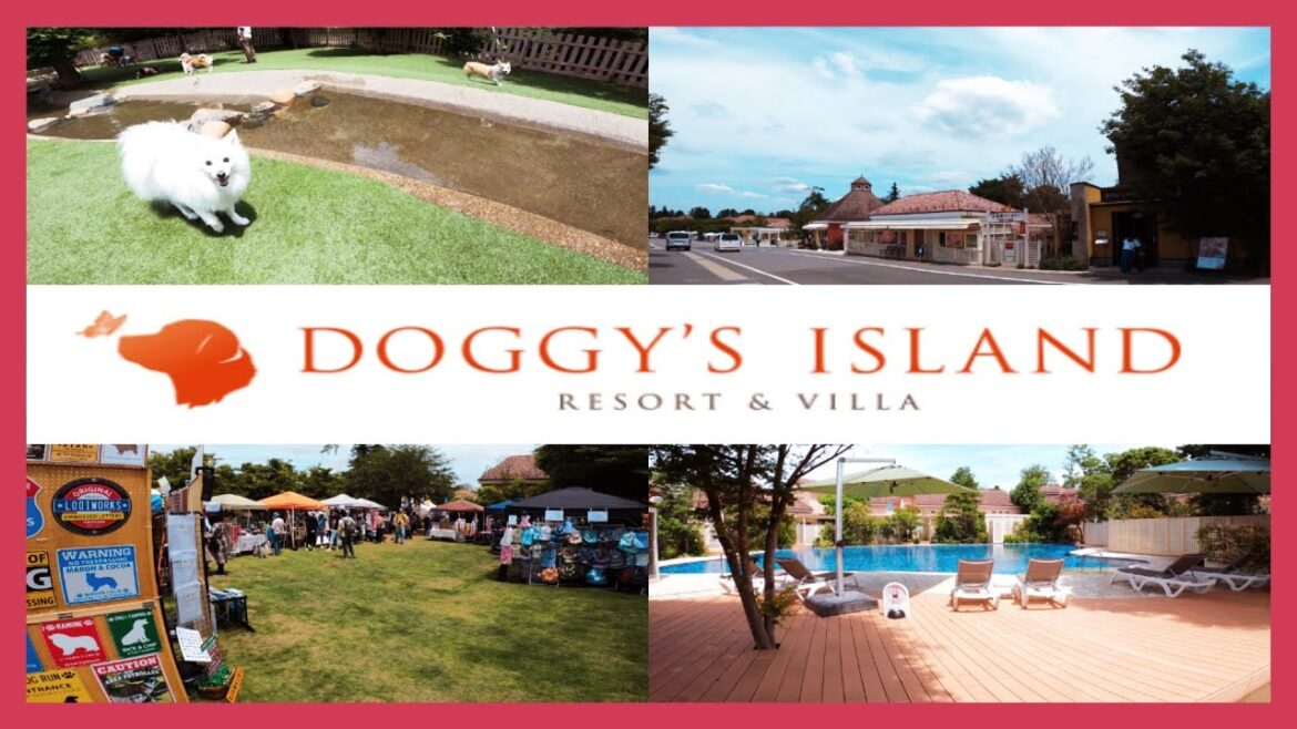 日本最大級の愛犬の楽園 小谷流の里・ドギーズアイランド【日本スピッツ】