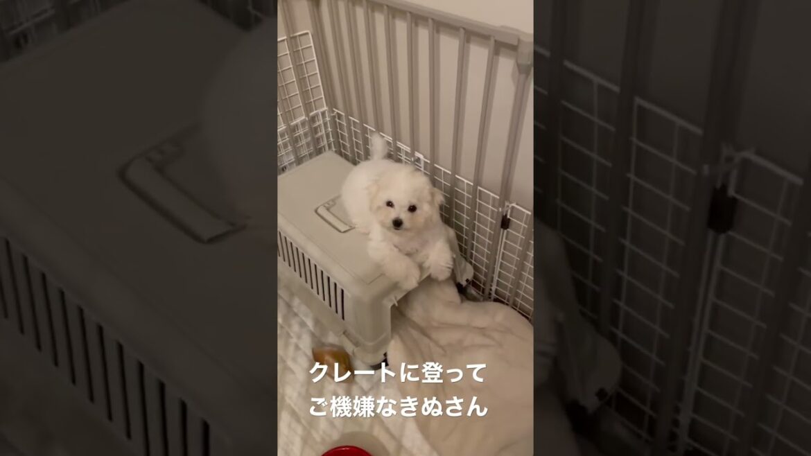 【ピンチ】家に登ったら降りれなくなったチビション　#ビションフリーゼ #子犬