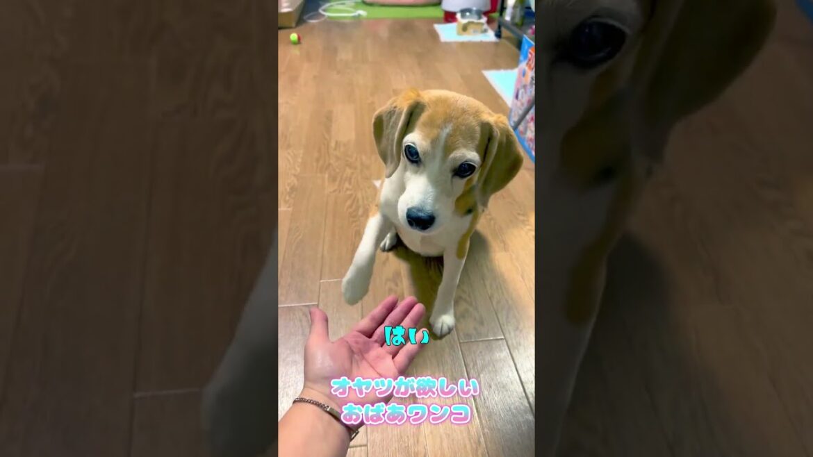 【ビーグル犬】オヤツが欲しいおばあワンコ♪【Beagle Dog】