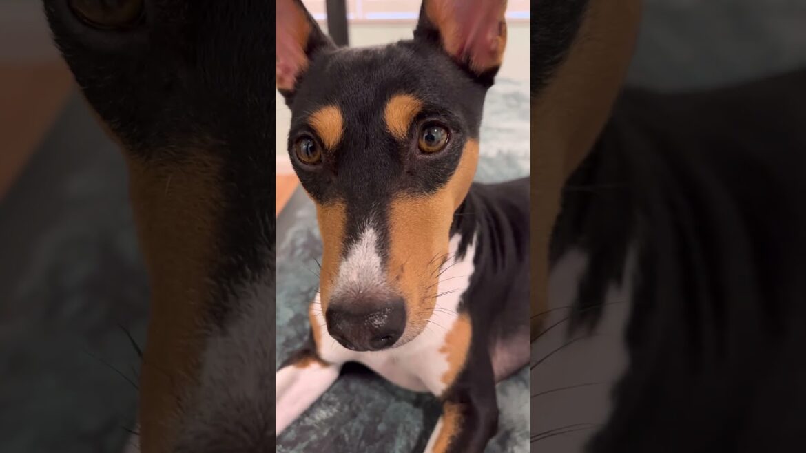 Two Beautiful Basenjis ￼ #dog #barkless #basenji