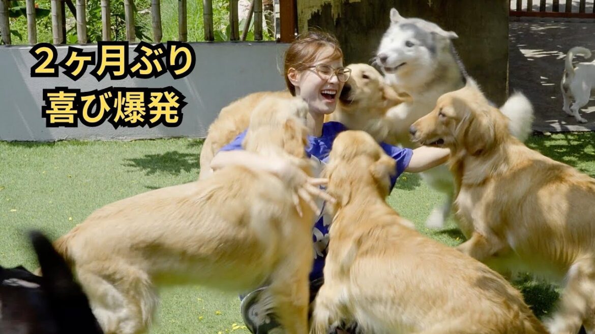 二ヶ月ぶりママが帰宅してテンションMAXで喜びまくるハスキーとゴールデンレトリバーたち