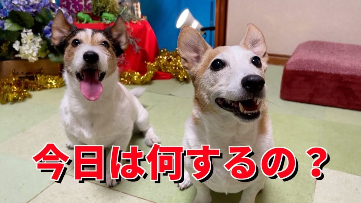 ジャックラッセルテリアと遊ぶと楽しい! ジャックラッセルテリアと遊ぶと楽しい!