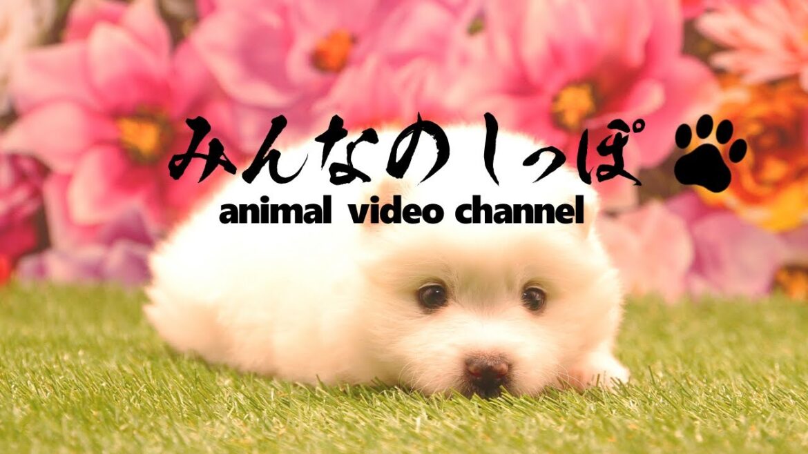 みんなのしっぽ#34子犬動画【日本スピッツ】（ Best Dog Videos - Japanese Spitz ）