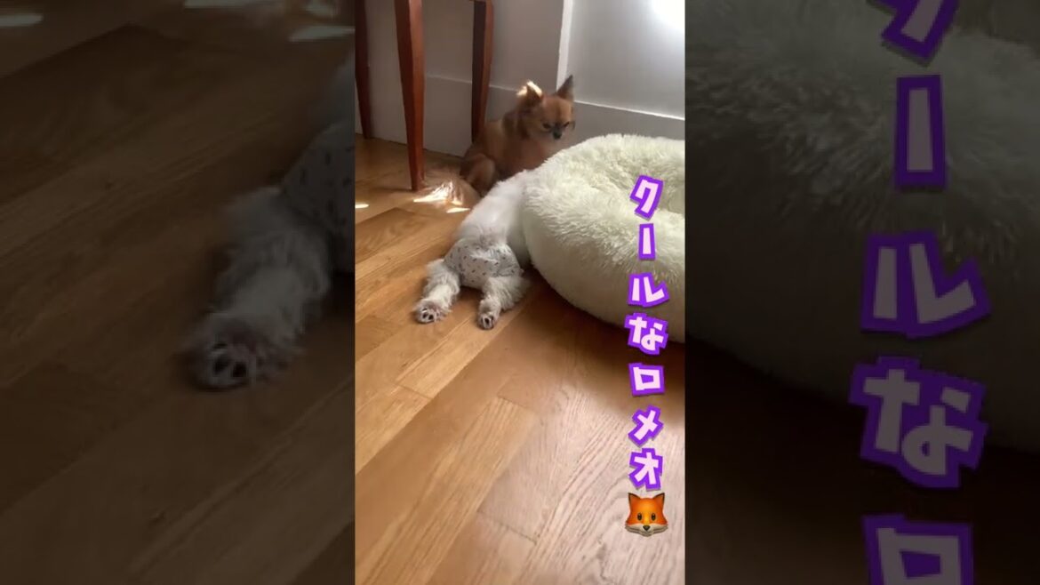 [マルチーズ·チワワ]ラブラブカップル犬💑