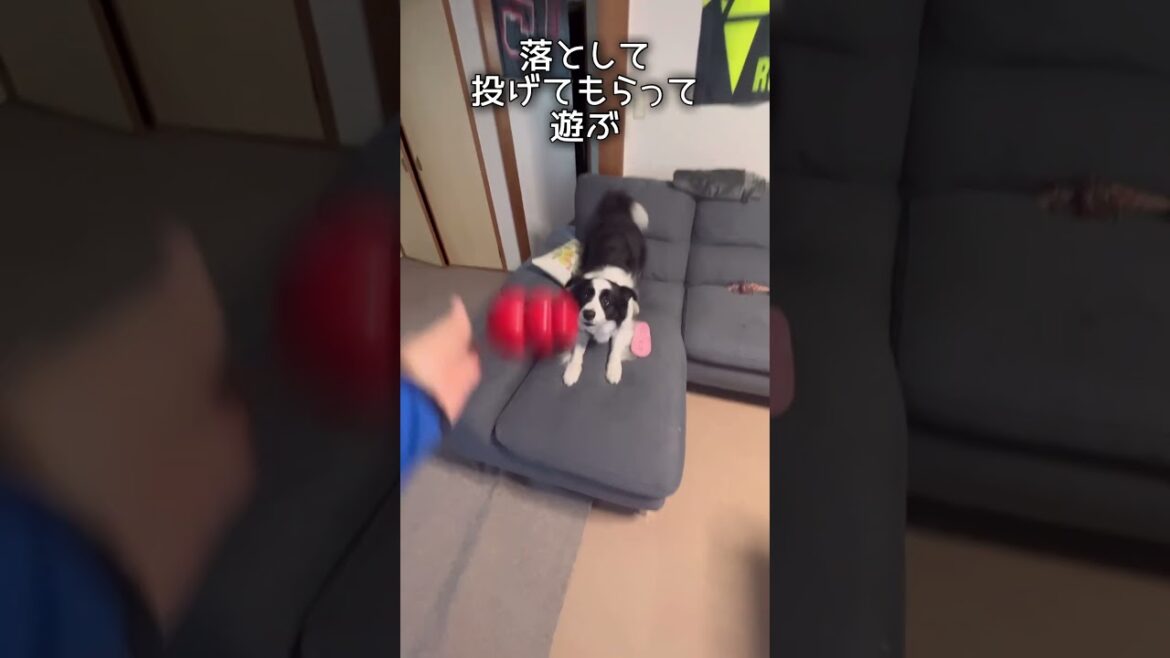 ソラくん、最近のお気に入り遊び方 #ボーダーコリー #bordercollie