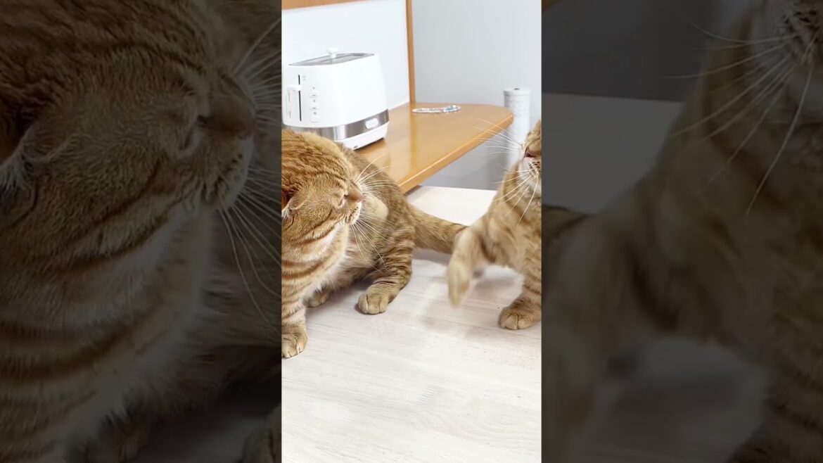 マンチカンのパンチは6月になっても決して当たらない（ショートver.） #shorts