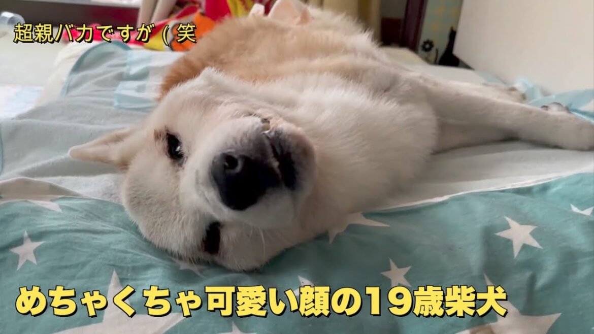 寝たきりで認知症だけど19歳柴犬が少しでも楽に暮らせるようにしています（老犬）（老犬介護）