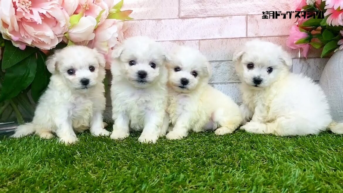 ビションフリーゼ子犬姉妹4頭2023年4月12日生まれ【アイドルみたい?可愛い女の子達！】父親JKCチャンピオン犬韓国産ビション