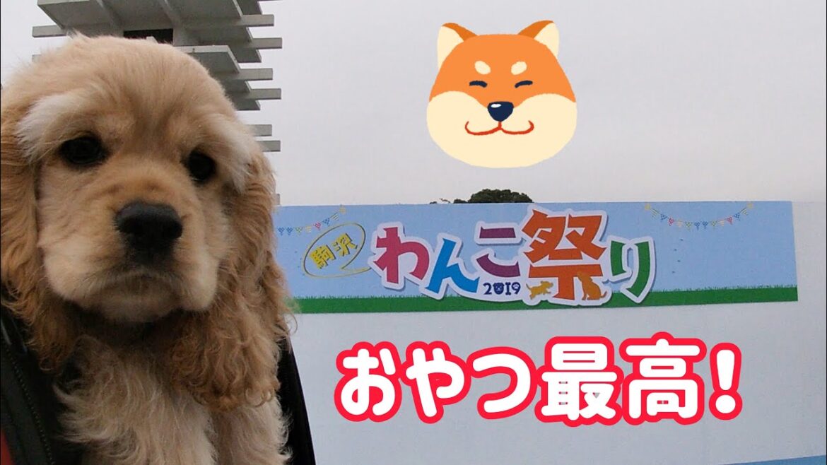 駒沢わんこ祭りに子犬と出撃！アメリカンコッカースパニエル