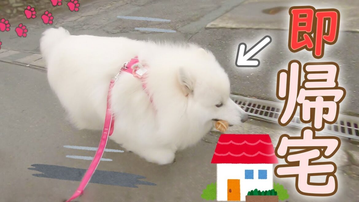 散歩から一目散に帰るサモエドさくら