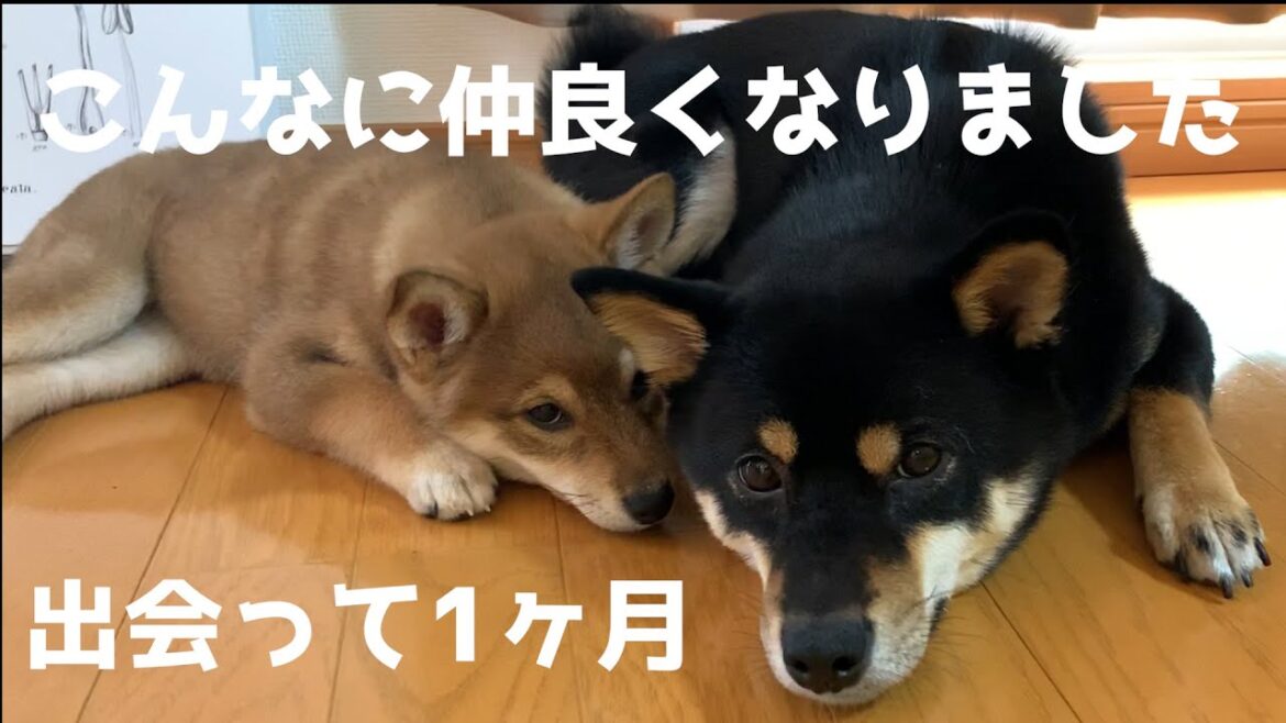 柴犬子犬と先住犬が仲良くなるまでの成長記録VLOG