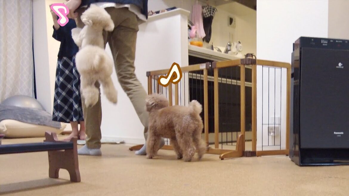 お散歩中もずっと探していたパパと1日ぶりに再会して大歓迎する犬が愛おしい