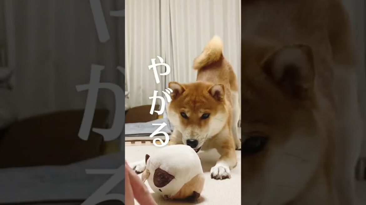 柴犬こむぎは大谷翔平に憧れを抱き二刀流ならぬ一犬二役を心掛けている【あるじのステップ】 柴犬こむぎは大谷翔平に憧れを抱き二刀流ならぬ一犬二役を心掛けている【あるじのステップ】