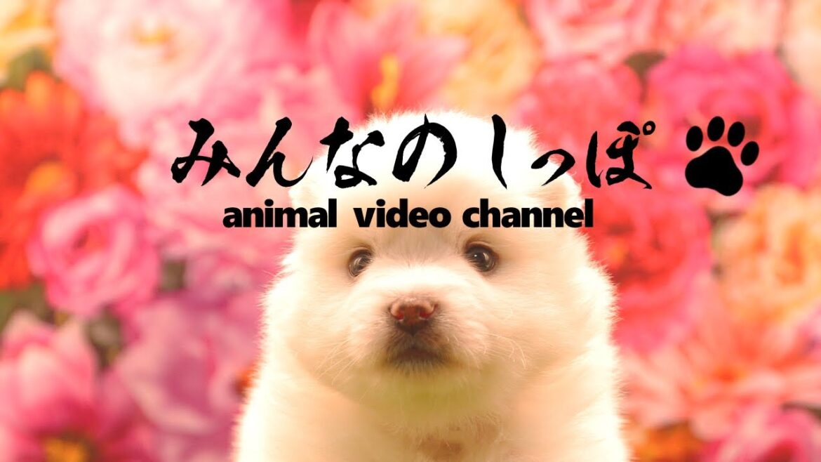 みんなのしっぽ#35子犬動画【日本スピッツ】（ Best Dog Videos - Japanese Spitz ）