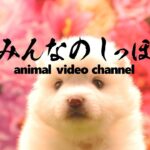 みんなのしっぽ#35子犬動画【日本スピッツ】（ Best Dog Videos - Japanese Spitz ）