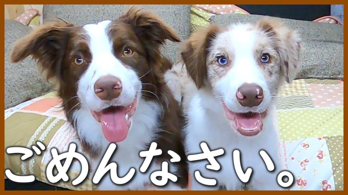 【ショック】ママがやらかしてしまいました…😭【ボーダーコリー】