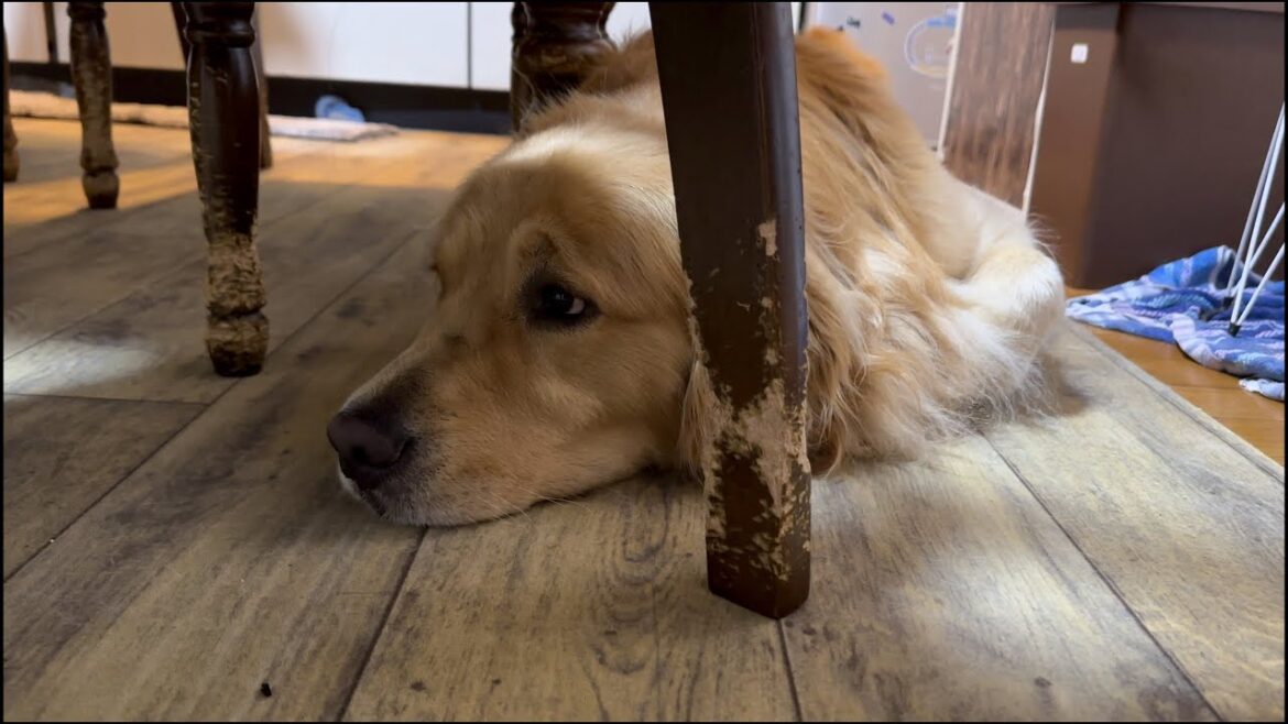 大好きな姉が起きるのを、椅子の下でジッと待つ愛犬