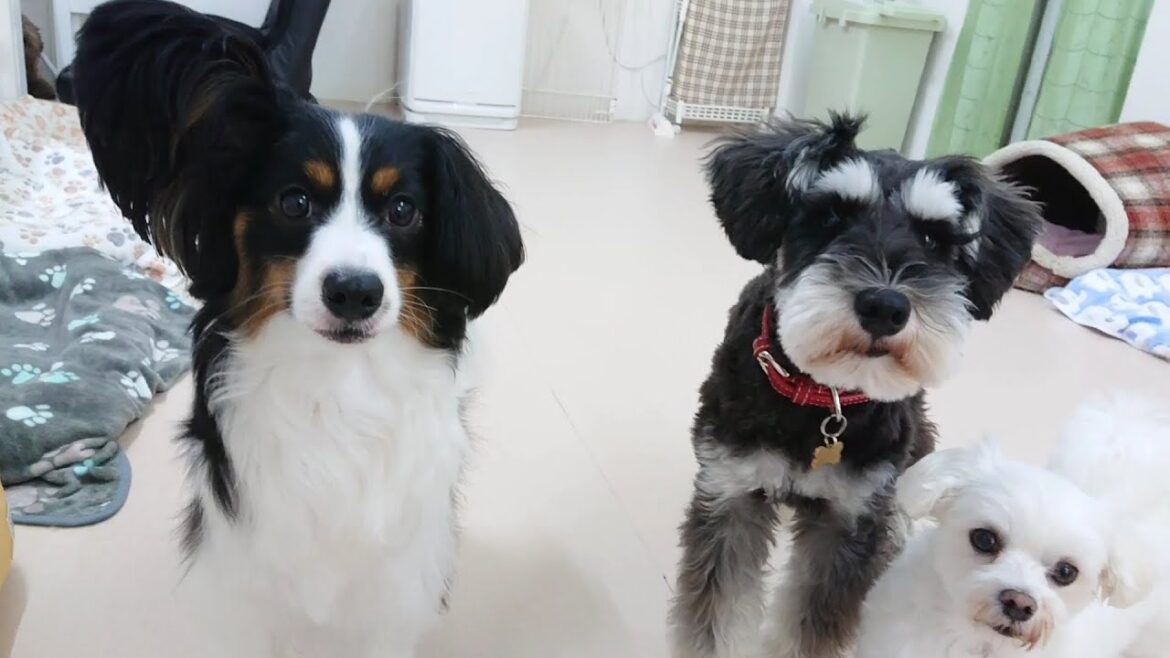 片耳でかパピヨンとポール　🐶ひみつきちなう！①🐶  2023年6月6日