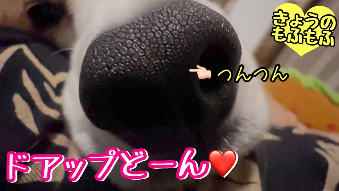 ねむねむ甘えん坊をドアップで愛でてみる【ビーグルさつきとポメと猫】