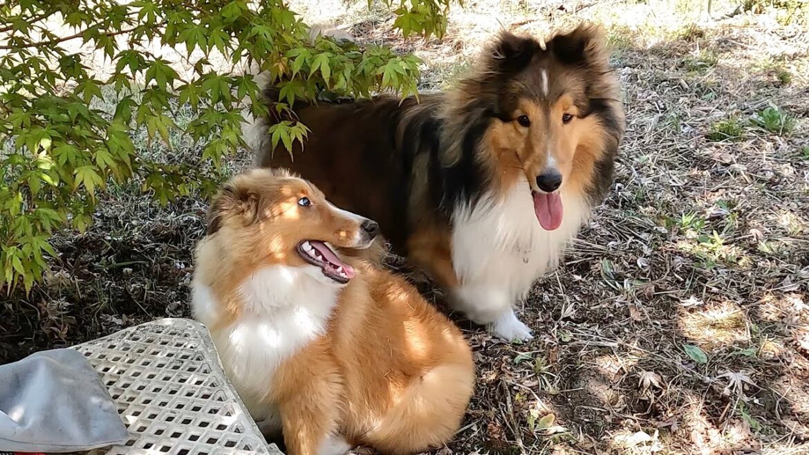 暇そうな愛犬たちのためにドッグランを作ったら反応が可愛すぎました…w 暇そうな愛犬たちのためにドッグランを作ったら反応が可愛すぎました...w