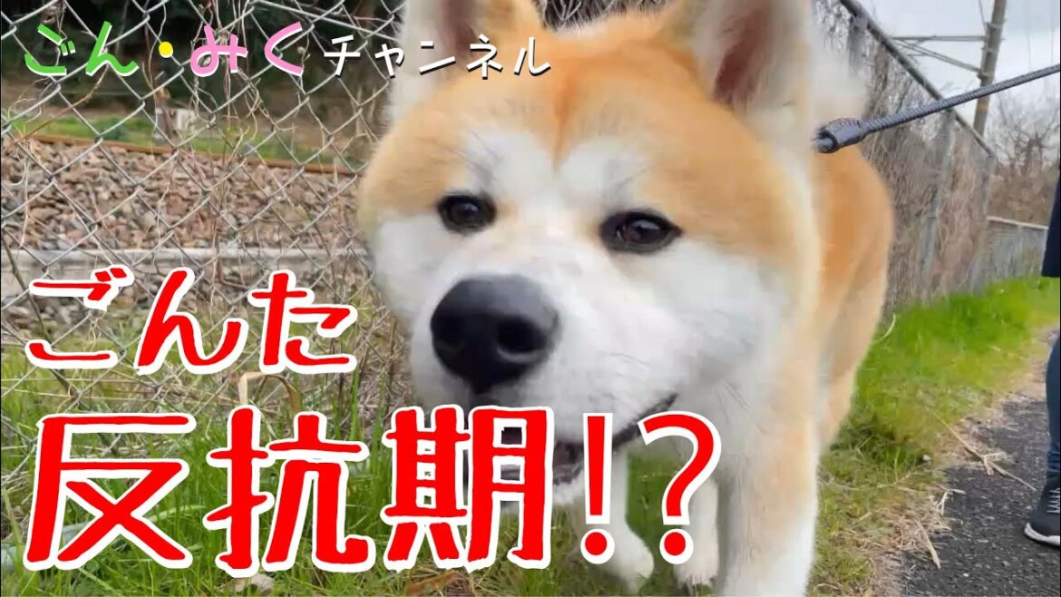 【ダメな飼い主・・・】　秋田犬【ゴン太】成長記録