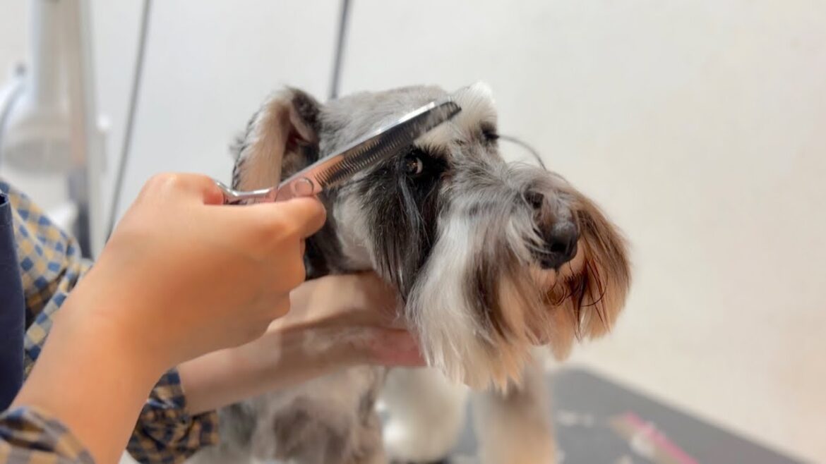 ミニチュアシュナウザーの大人の魅力が出ているトリミングスタイル✂︎（バロンくん）