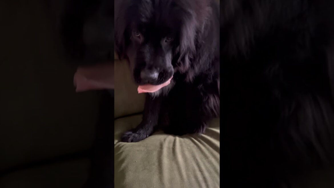 ハニーちゃんの大好きな豚耳！！食べる所は専用ソファ♡【ニューファンドランド・超大型犬・ハニライちゃんねる】 #shorts