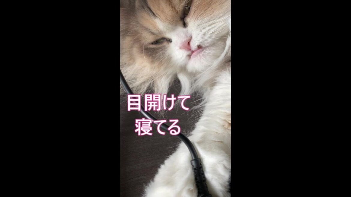 #Shorts【サイベリアン猫】寝ながらしっぽで仕事の邪魔をする猫えれにゃん