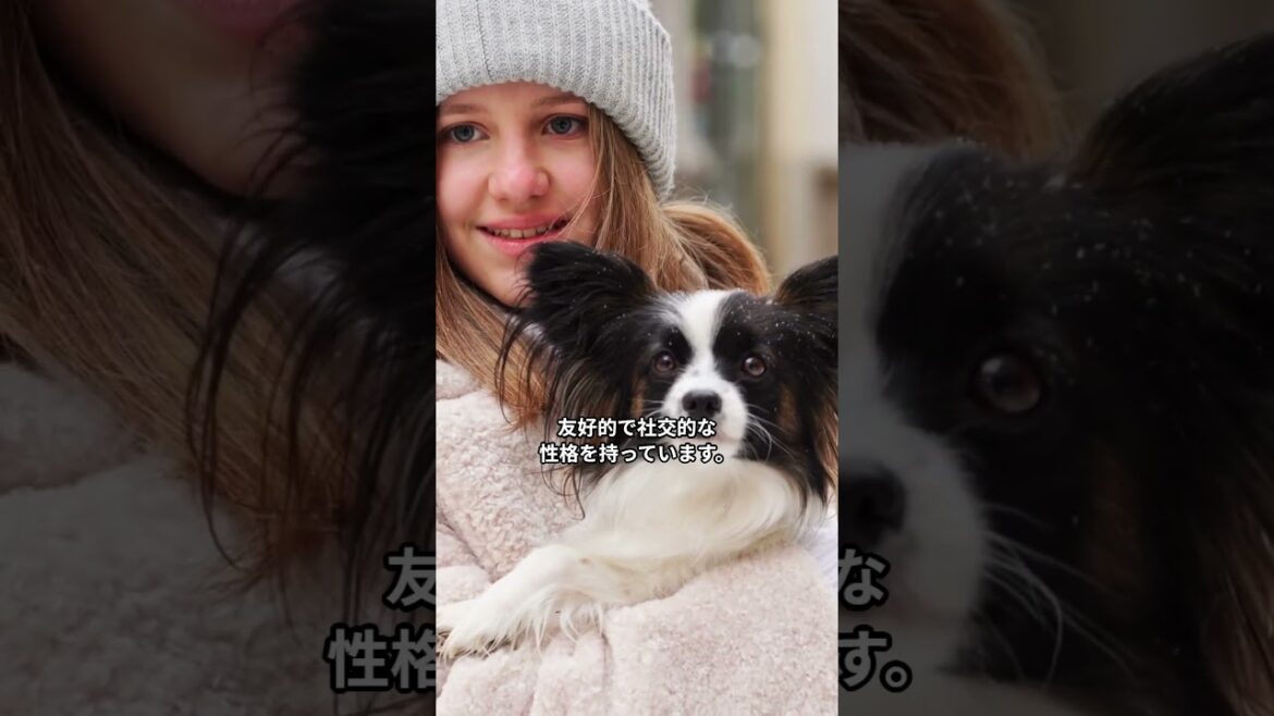 パピヨンをぱぱっと1分解説！#shorts #犬#犬のいる暮らし