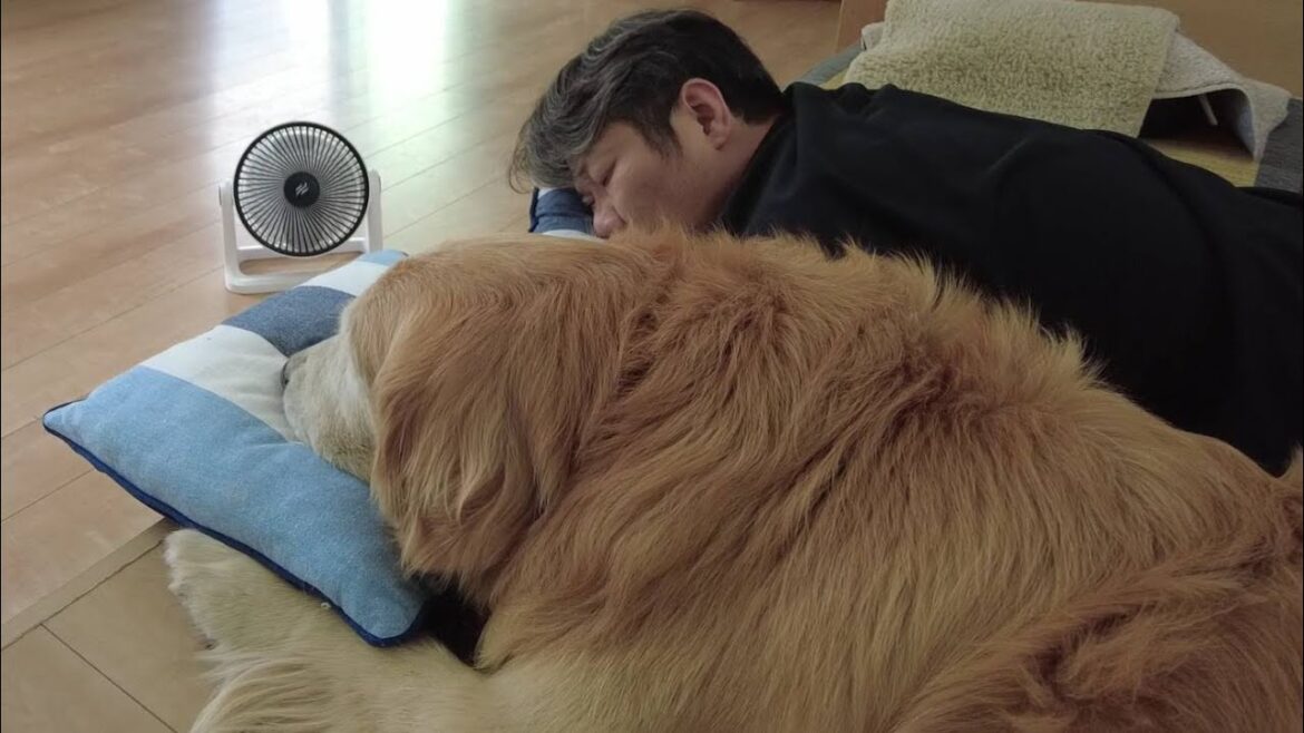 暑さが苦手なゴールデンレトリバーに嬉しいプレゼントが届きました! 暑さが苦手なゴールデンレトリバーに嬉しいプレゼントが届きました!