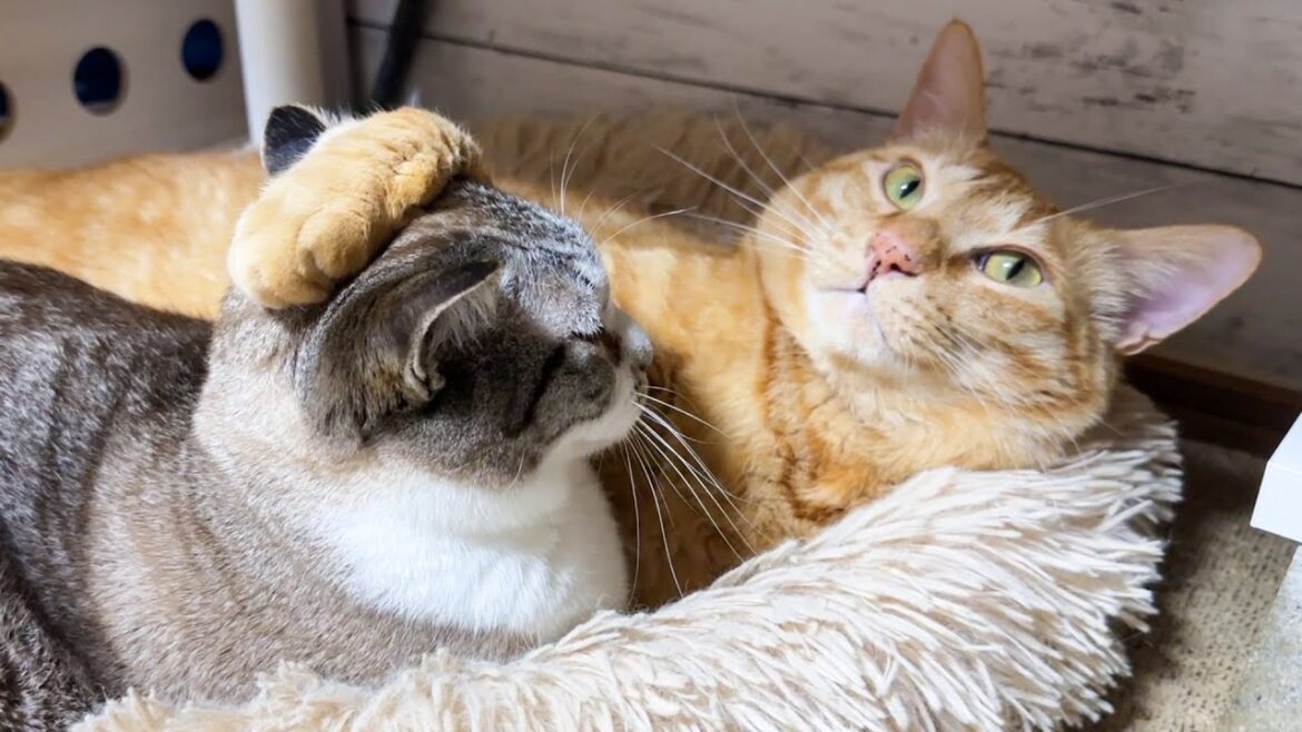 それ違うー！甘えたかった妹猫の誤算(笑)