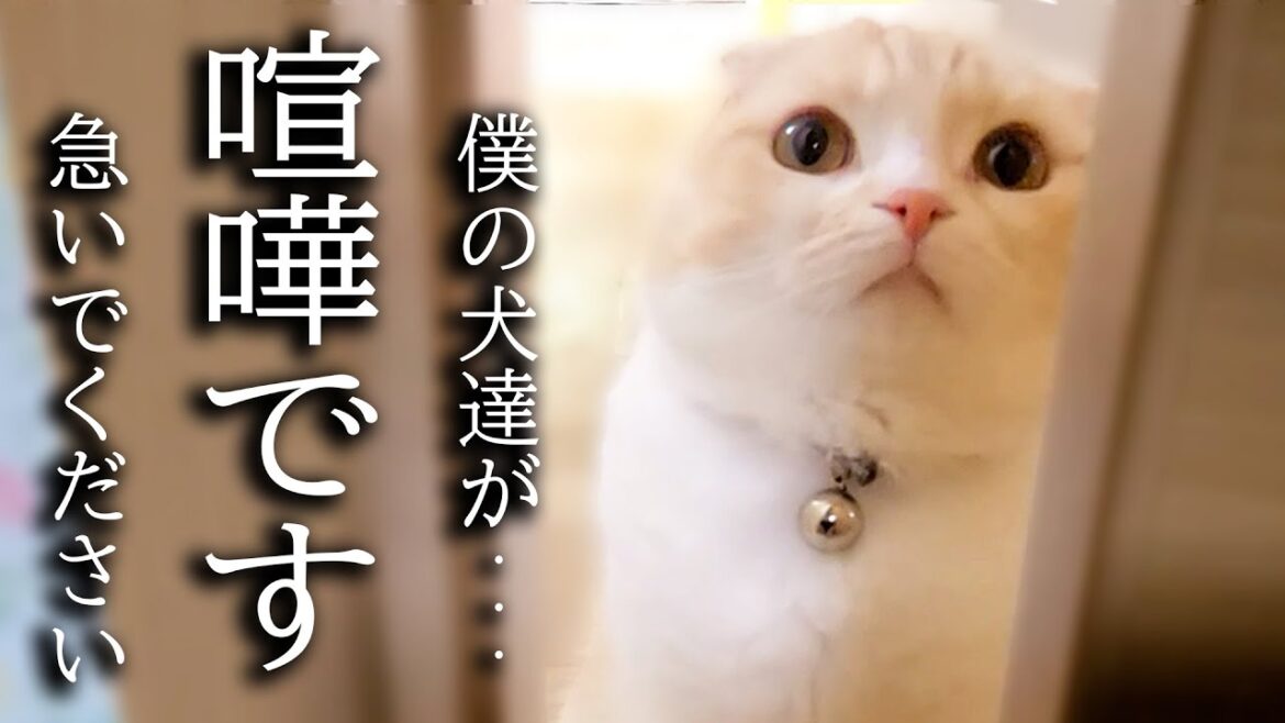 トイレから出ると猫がニャーニャー騒いでるのでついて行ってみると… トイレから出ると猫がニャーニャー騒いでるのでついて行ってみると...