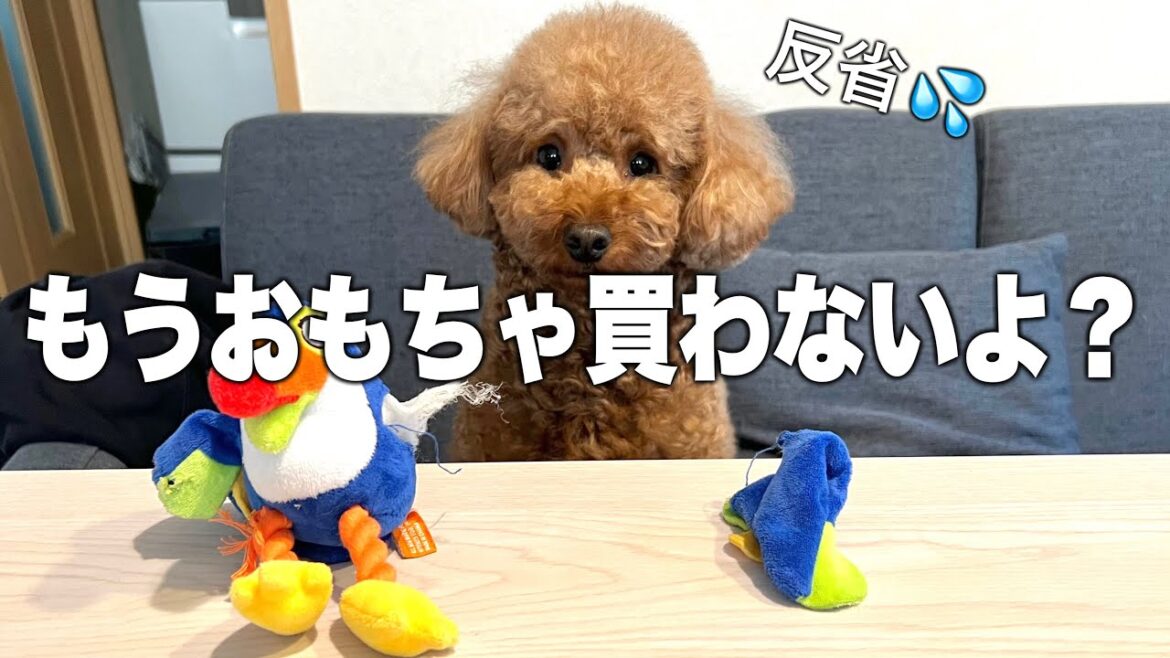 そんなにおもちゃ壊すならもう買わなくていいの？