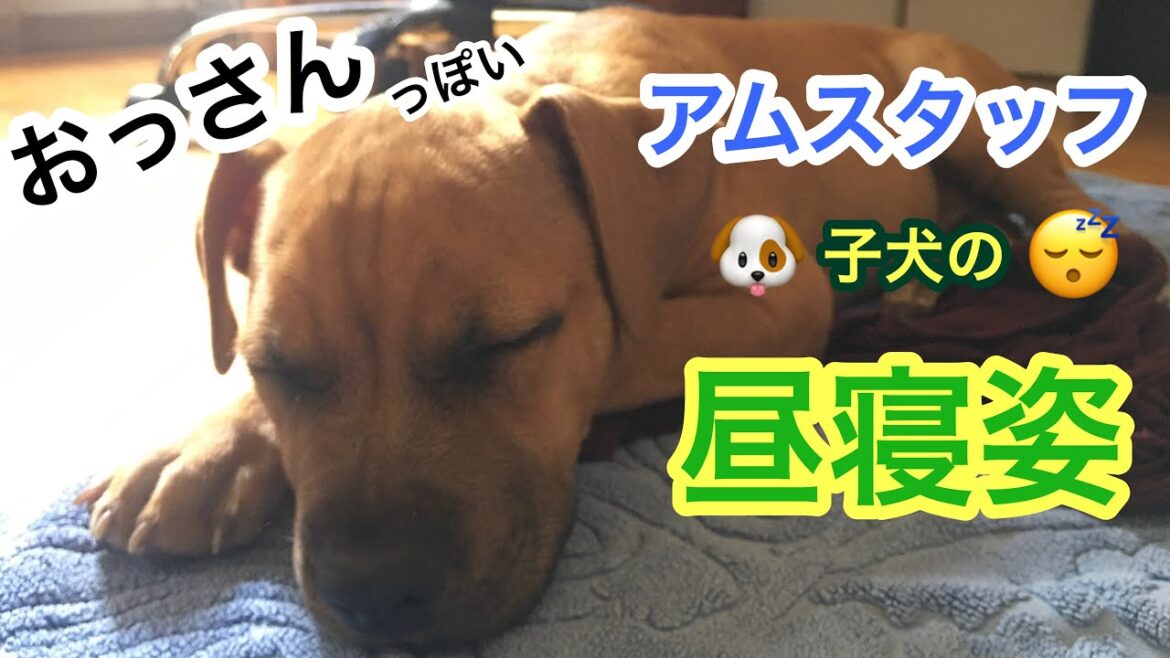 おっさんっぽいアムスタッフの子犬Rexの昼寝姿