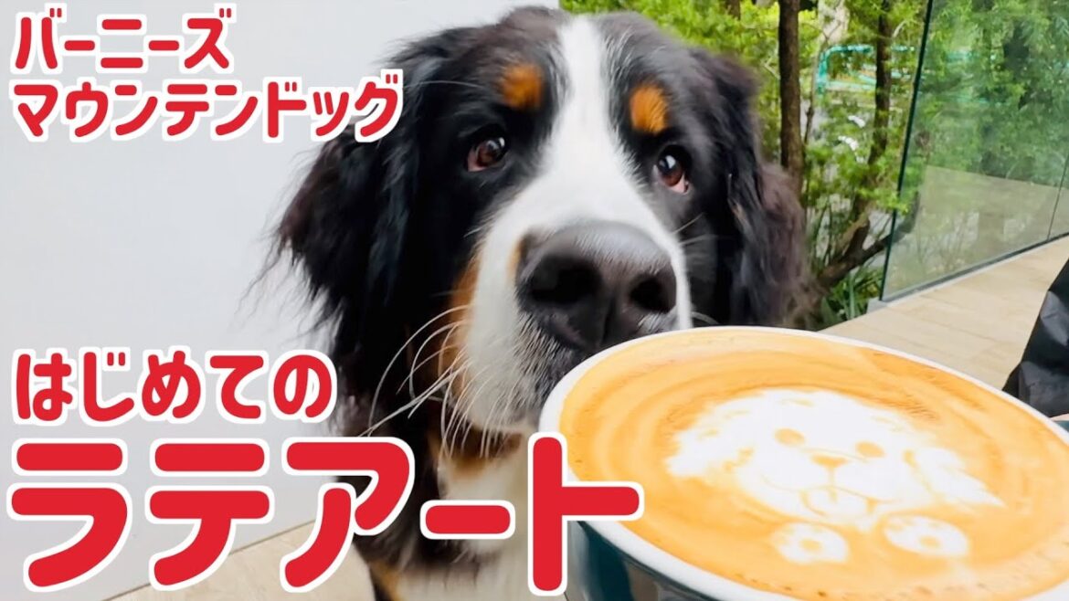 バーニーズマウンテンドッグのラテアートをカフェで作ってもらいました