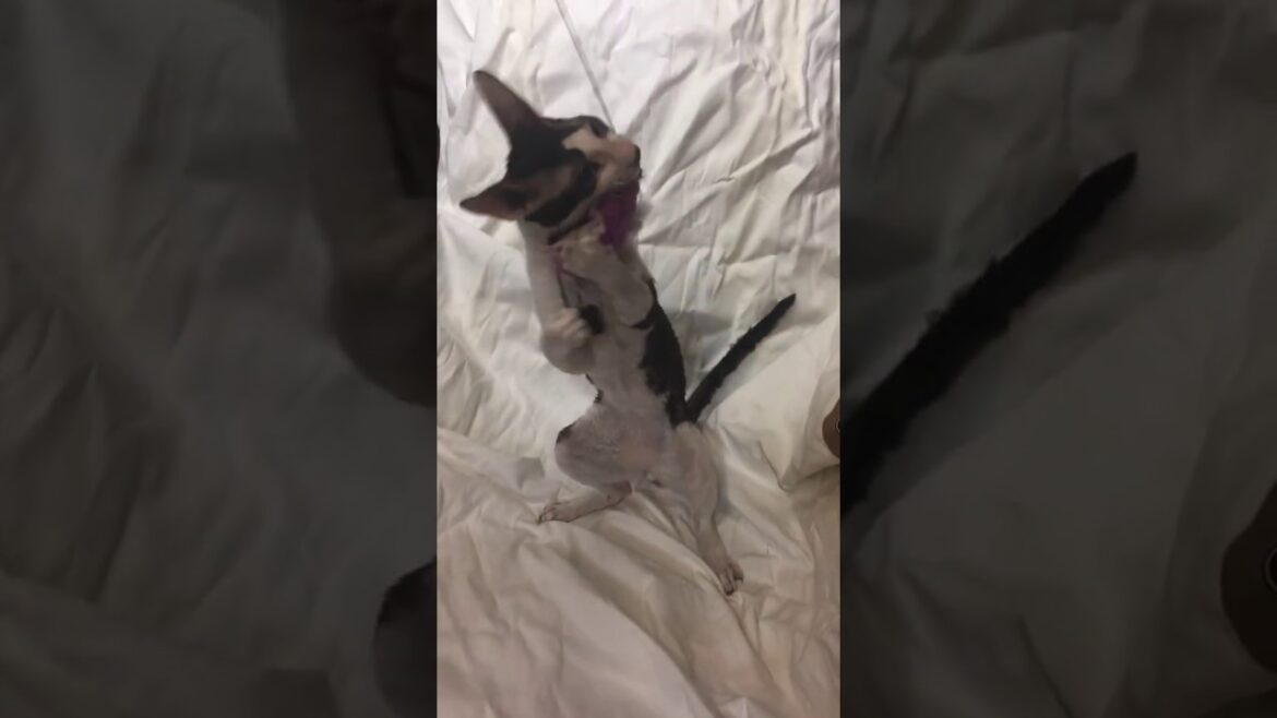 Cornish Rex Male Adult Cat