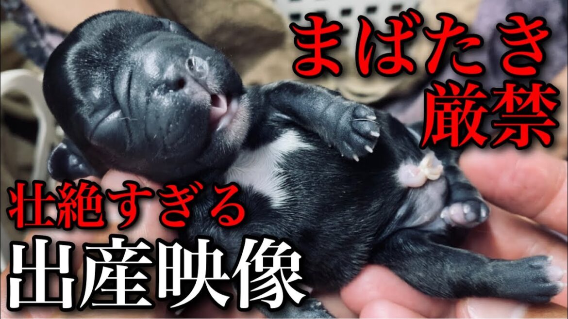 【号泣】出産するフレンチブルドッグの一日に密着したら壮絶すぎて泣いた