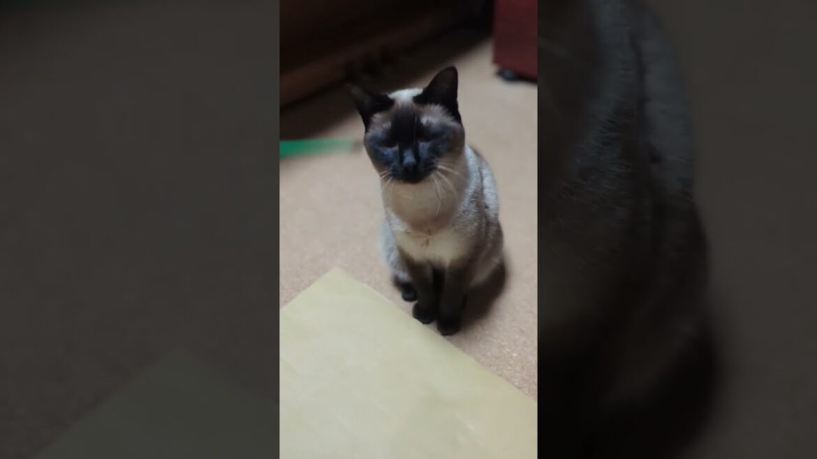 楽しい遊びシャム猫🐱 – Funny cats – #shorts 楽しい遊びシャム猫🐱 - Funny cats - #shorts