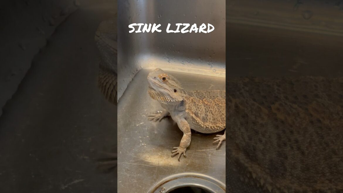 SINK LIZARD  #beardeddragon #beardie #reptiles #lizard #dragon #pets #family #dadlife #shorts