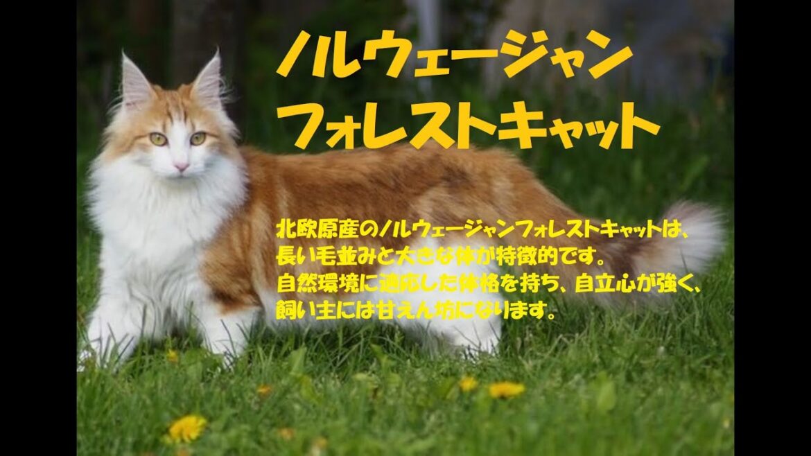 「穏やかな巨大猫:ノルウェージャンフォレストキャットについて知ろう」かわいい・きれい・人なっこい 「穏やかな巨大猫:ノルウェージャンフォレストキャットについて知ろう」かわいい・きれい・人なっこい