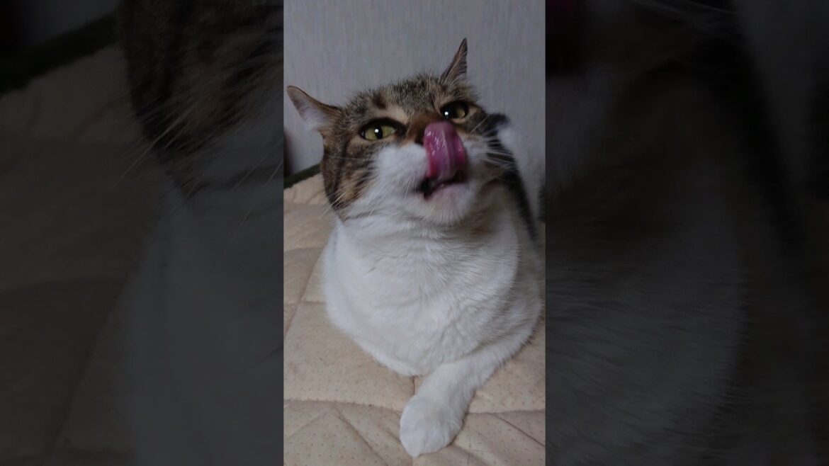 【猫】モカちん(4女)ちゃまちゃまタイム☆ 2023/05/29【アメリカンカール】 #shorts #猫 #cat #Americancurl