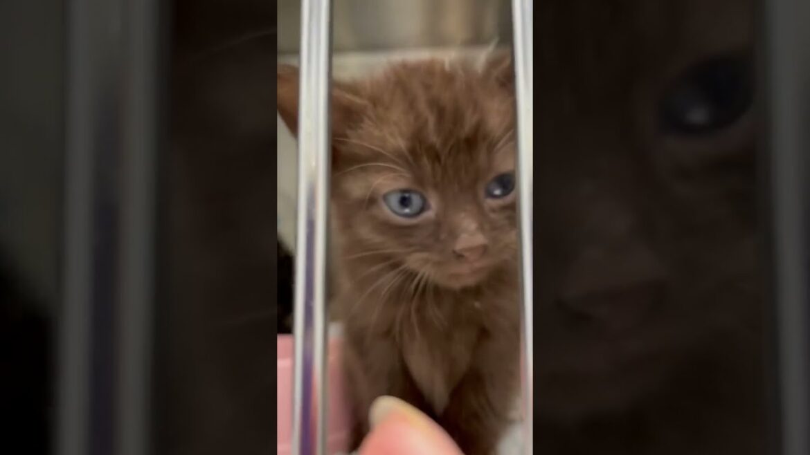 Brown Cat 🥰 | pet | kittens | love